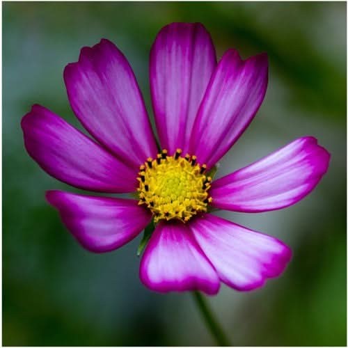 Candystripe Cosmos Seeds For Planting (Cosmos bipinnatus)