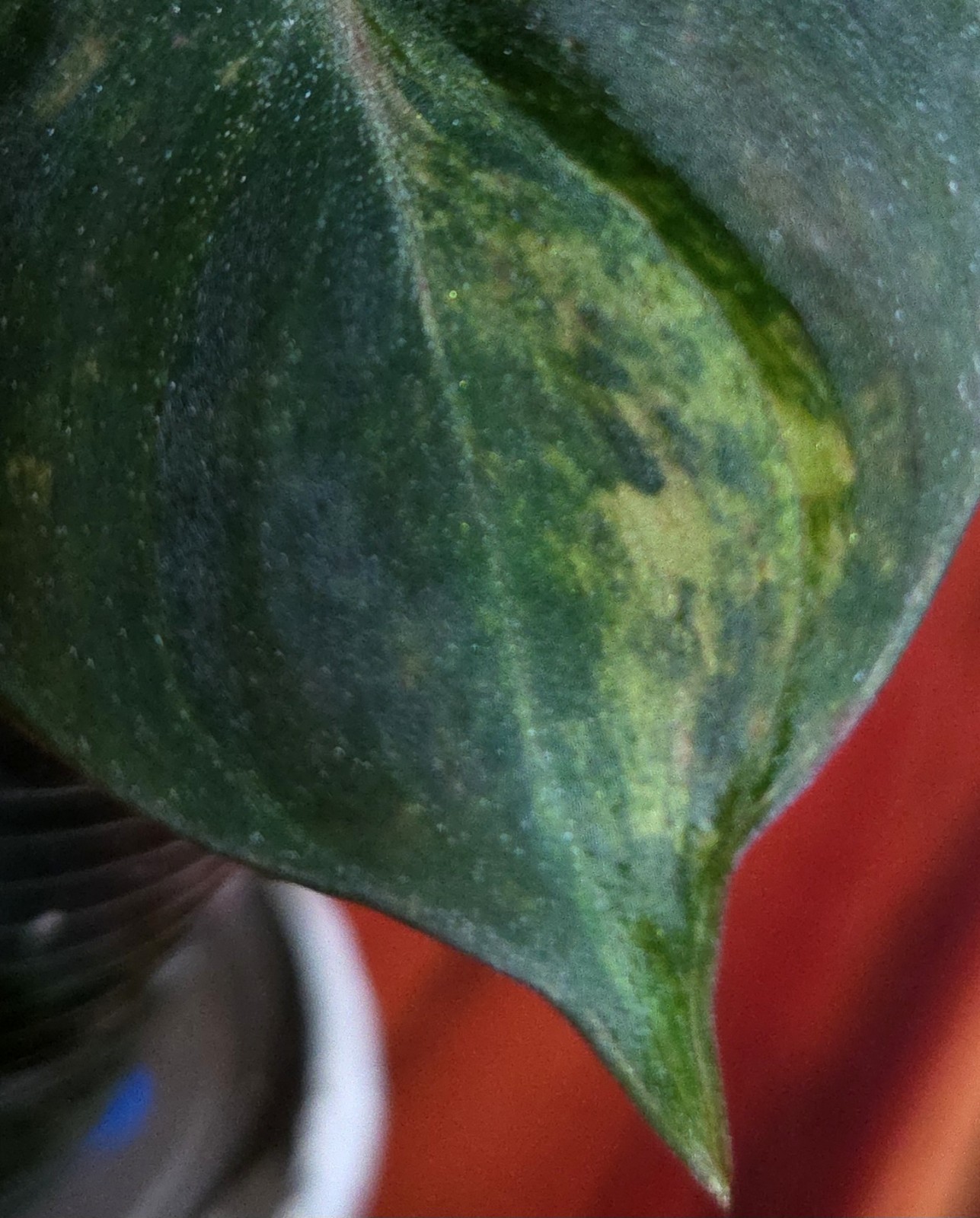 Rare Philodendron Variegated Pink Micans Ferrari Aroid Not Anthurium Monstera
