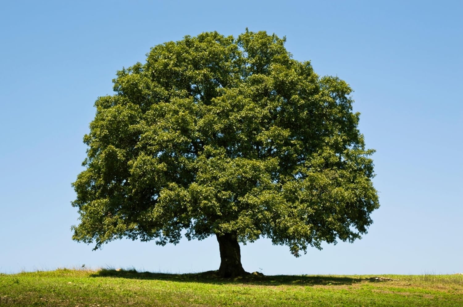 Bulk White Oak Tree Seedlings for Planting – 1 Yr Old Seedlings (5 Trees)
