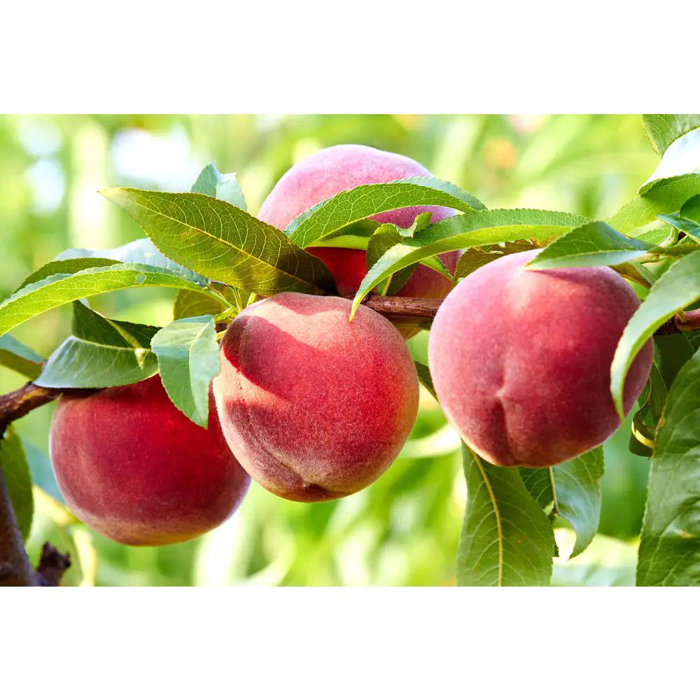 3 Ft. Frost Peach Tree Semi Dwarf with Cold Hardy and Delicious Fruit