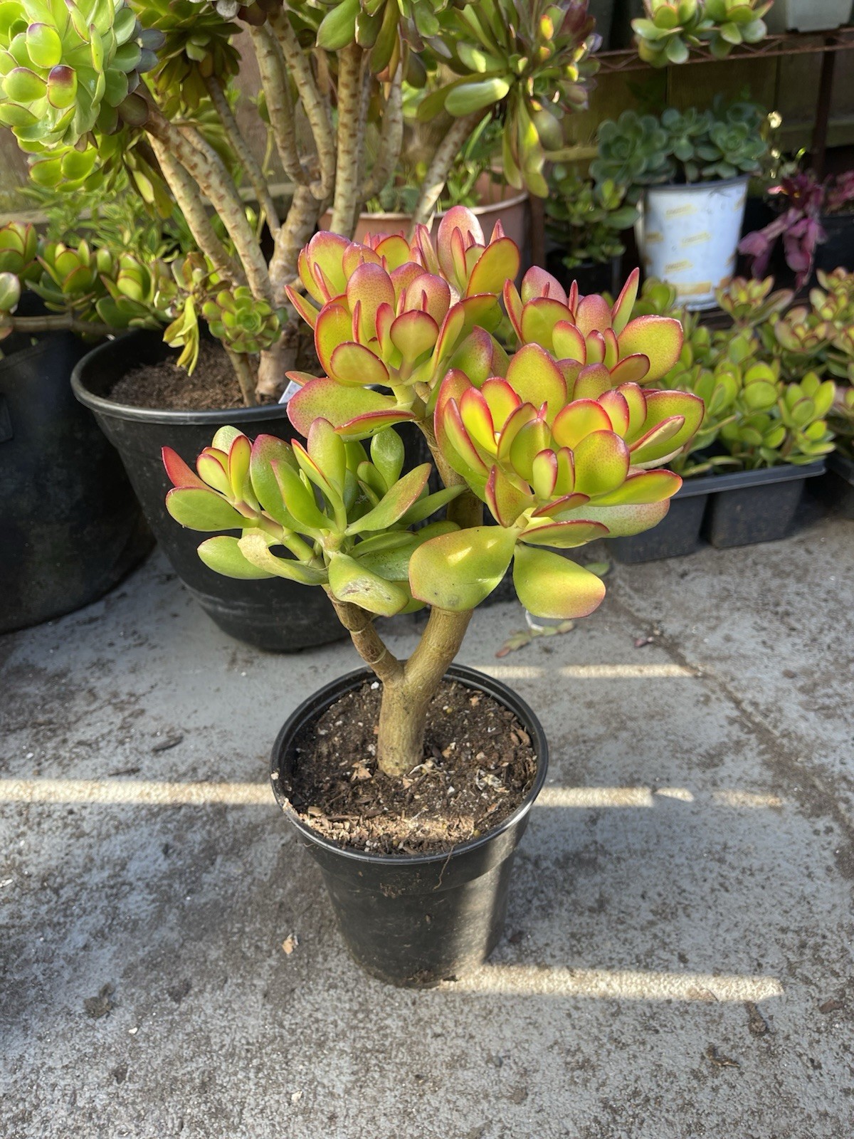 LARGE 1+ FOOT Rooted Jade / Money Plant Live Bonsai Tree