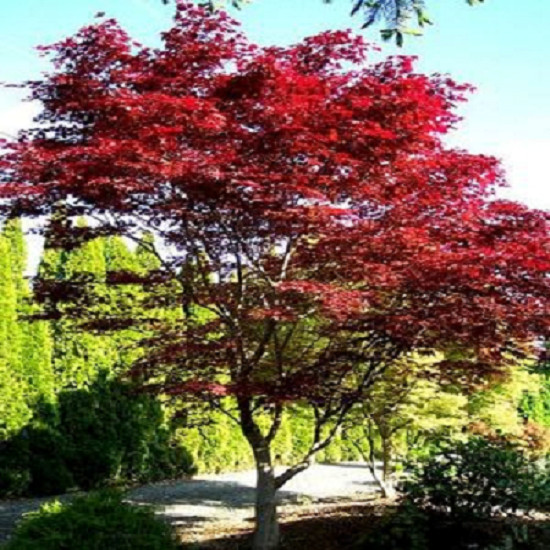 Emperor 1 Red Japanese Maple Tree – Live Plant – ( 2.5 QT )