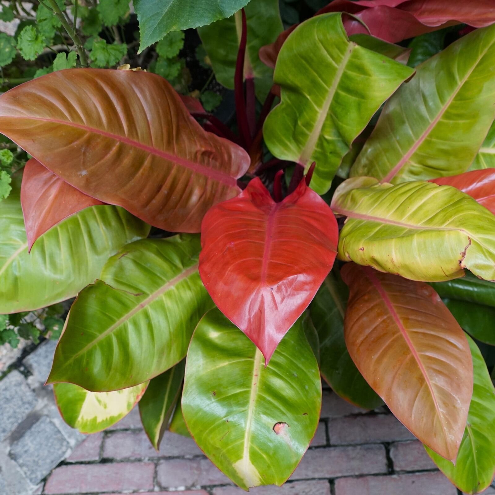 Philodendron Prince of Orange – Philodendron – Live Plant