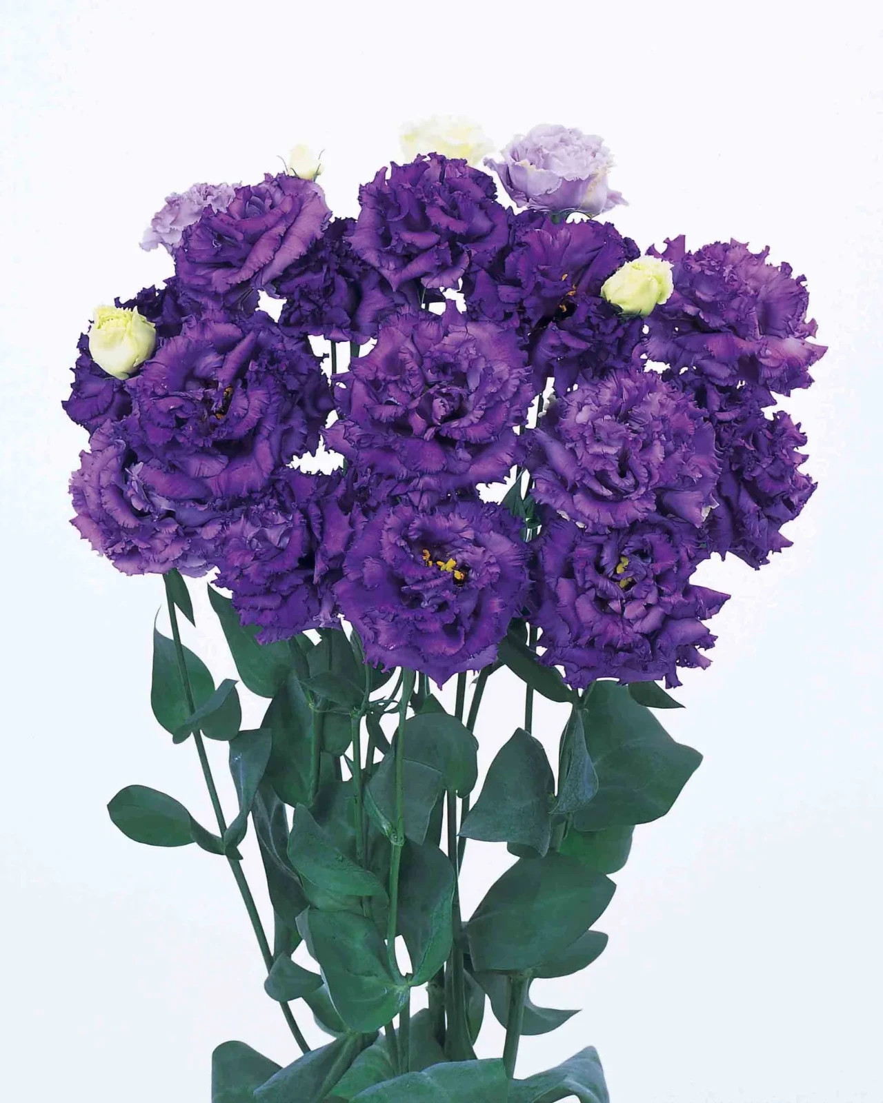 Lisianthus Live Plant, Healthy Potted Lisianthus, Long-Lasting Flower 3-4″ Pot