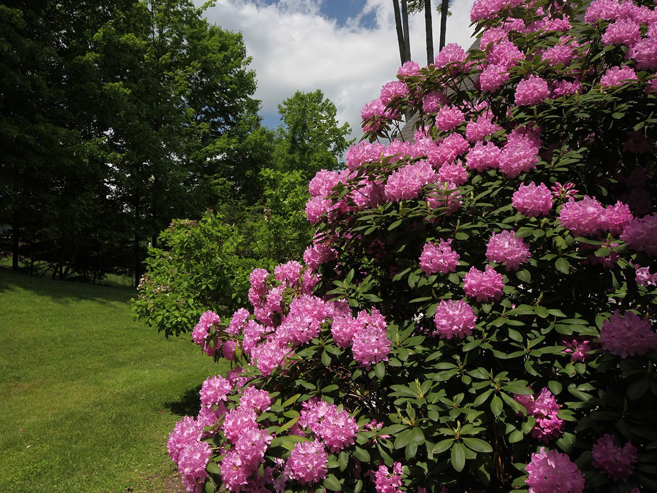 Rosebay Rhododendron, Rhododendron maximum, Shrub Seeds