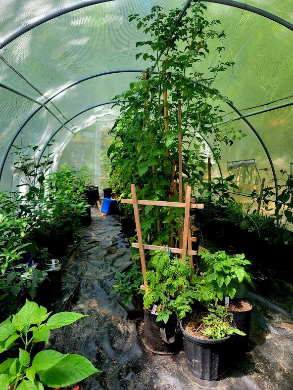 RED X Pepper Seeds Super Hot 1,000,000+ Scoville SHU Unique Creek