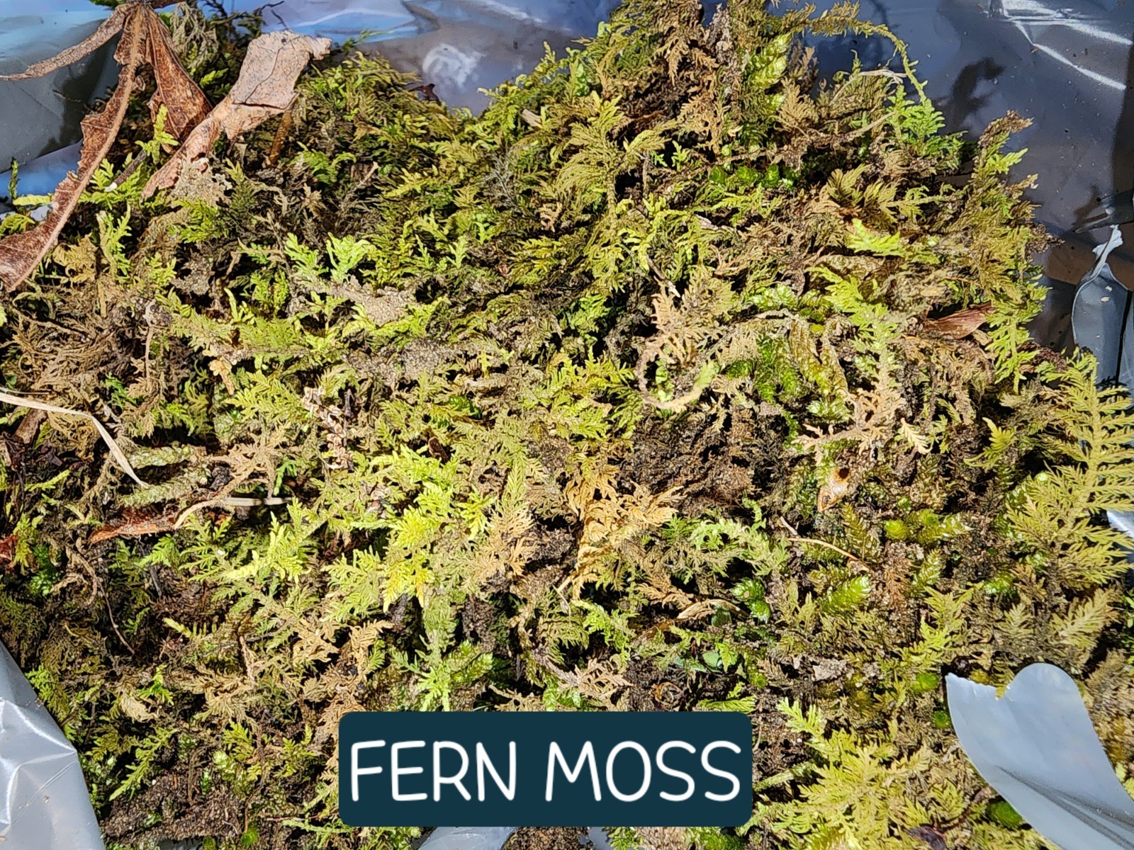 [2] 6×9 Bags Sheet/Fern/Mood Moss Assortment for Terrarium Vivarium Fairy Garden