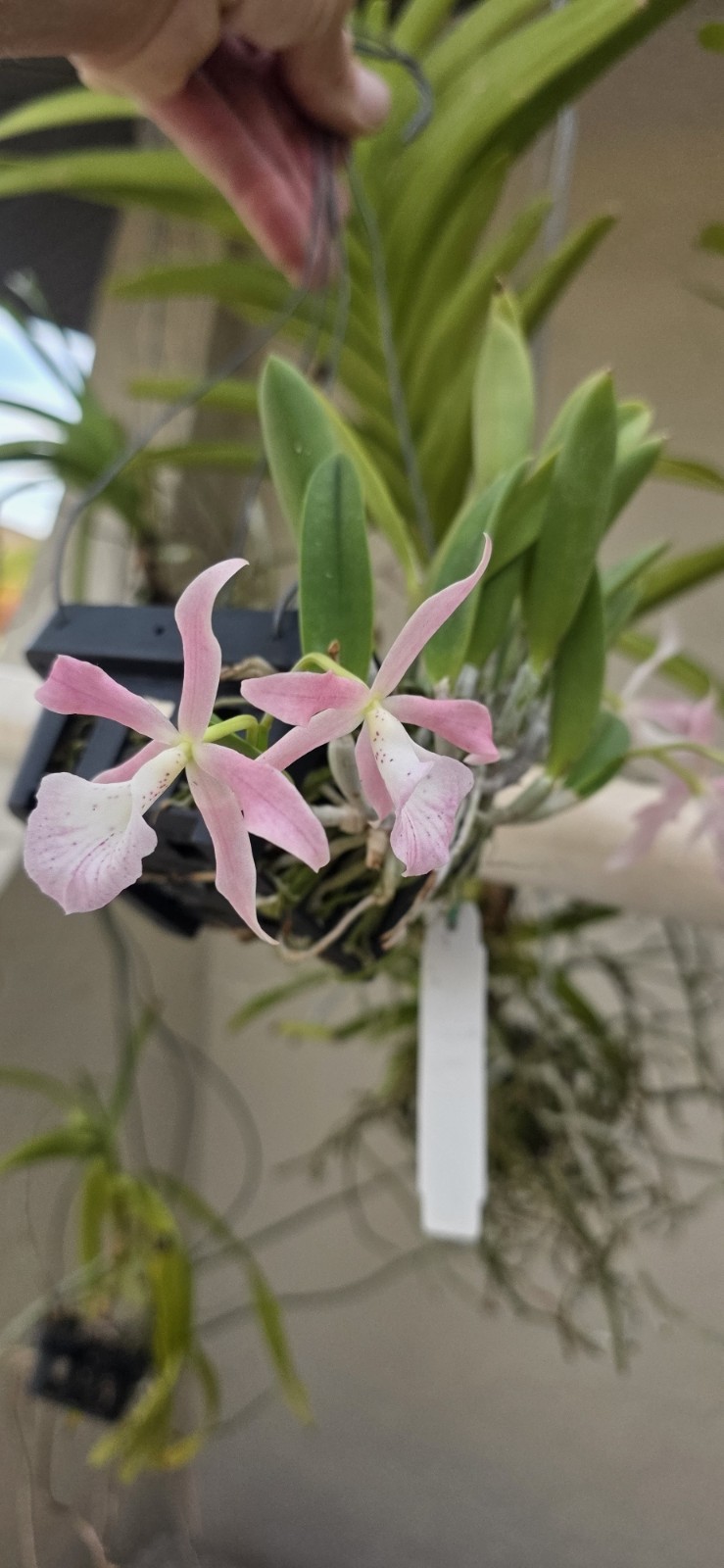 Bc. Donald Prince(C.brevipedunculata x B.nododsa) in Flower