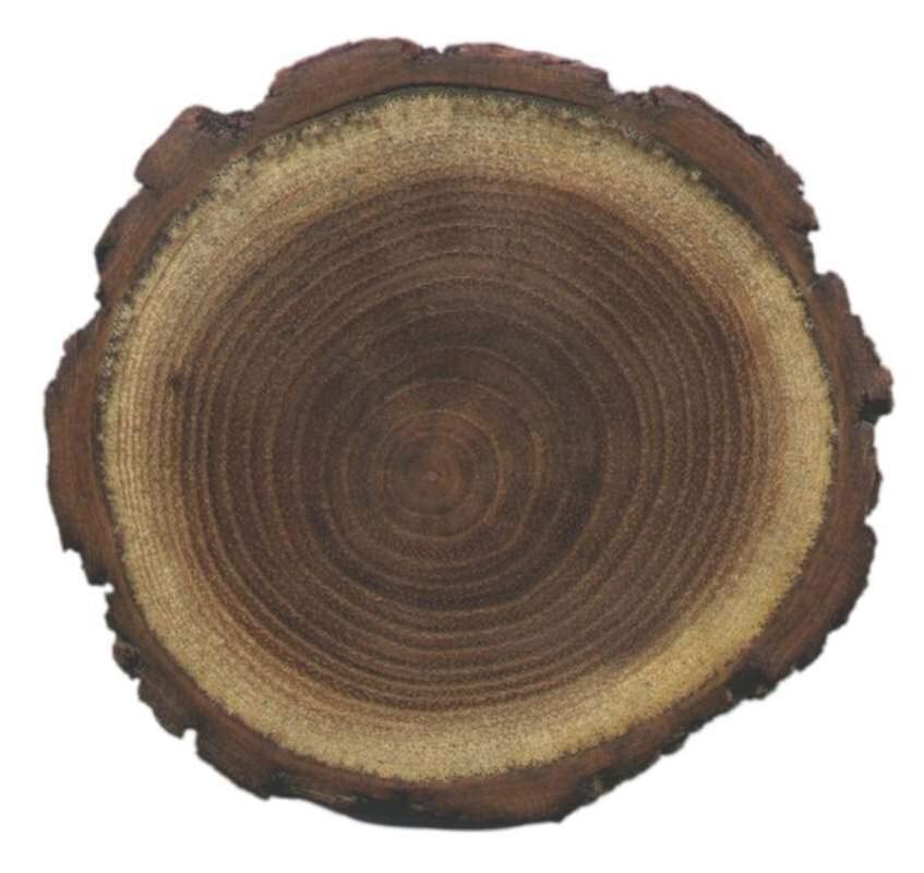 30 Black Locust Tree Seeds for Planting – Robinia pseudoacacia