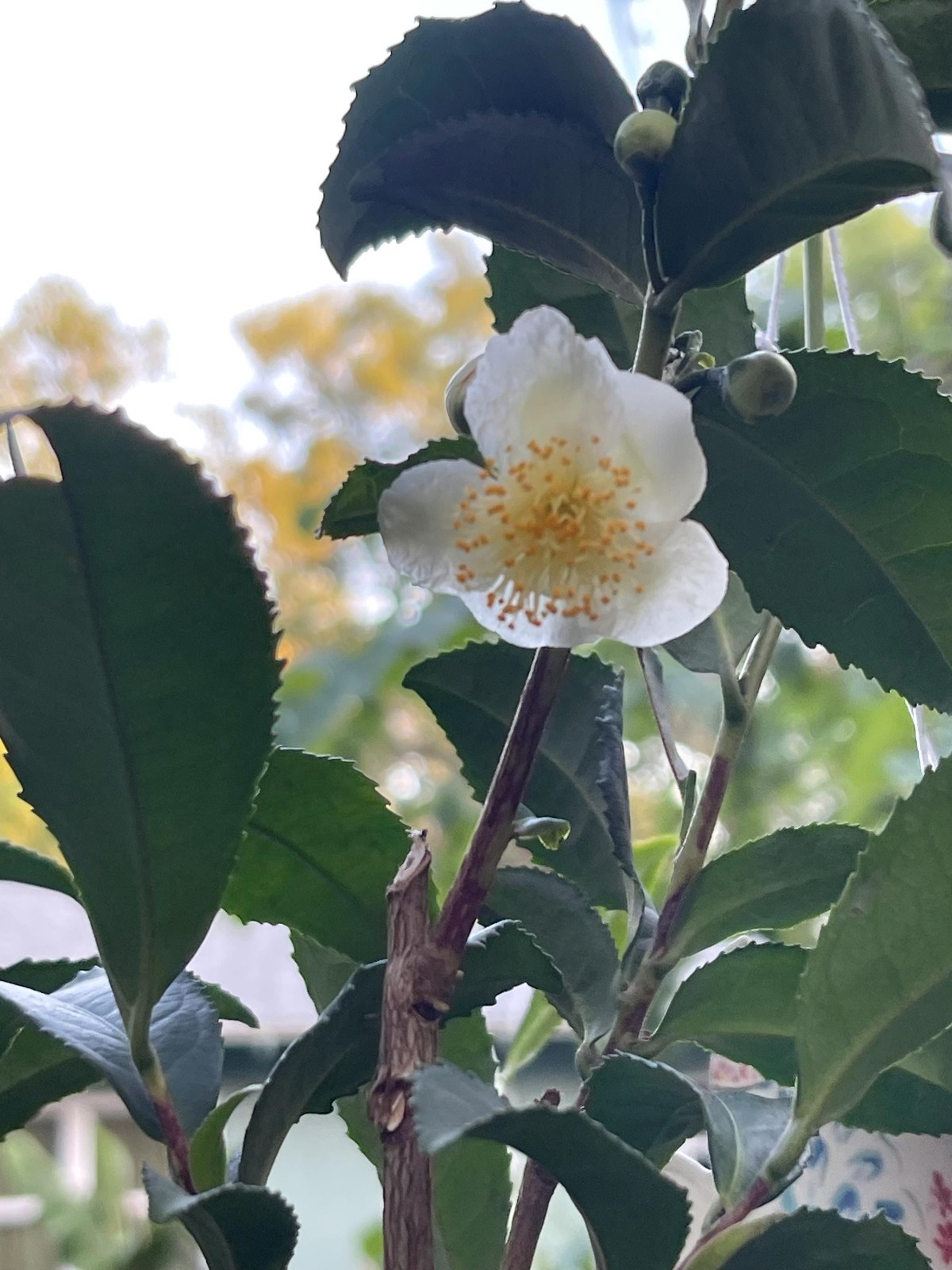Camellia Sinensis Tea Plant Live Herbal Tea Garden Plant Gift Idea