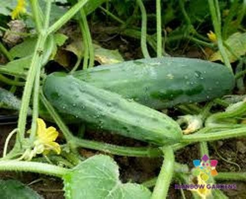 25+ Marketmore 76 Cucumber Seeds for Garden Planting – USA – FREE SHIPPING!