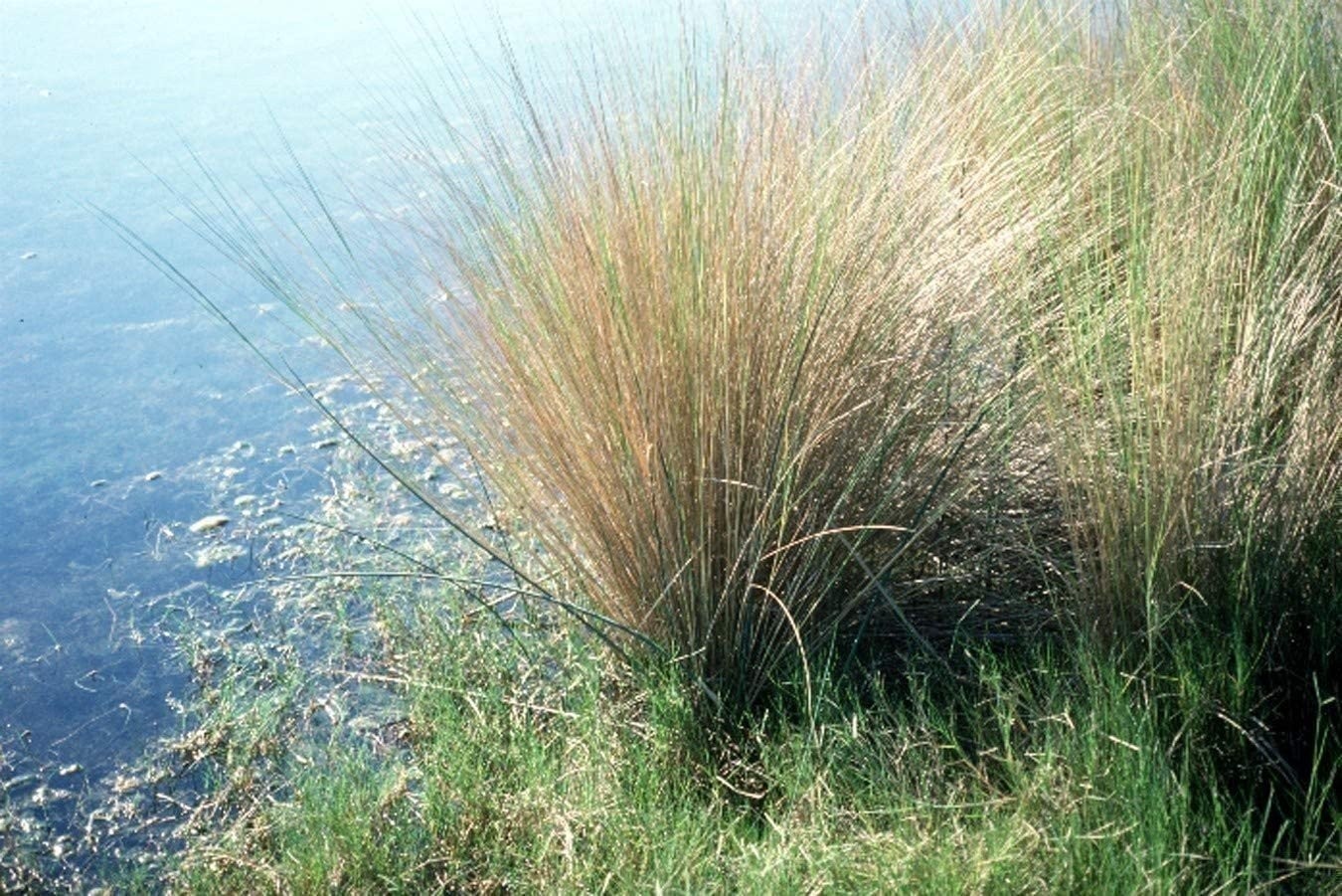 Sand Cord Grass | Live Plants | Spartina Bakeri | Drought Tolerant Low…