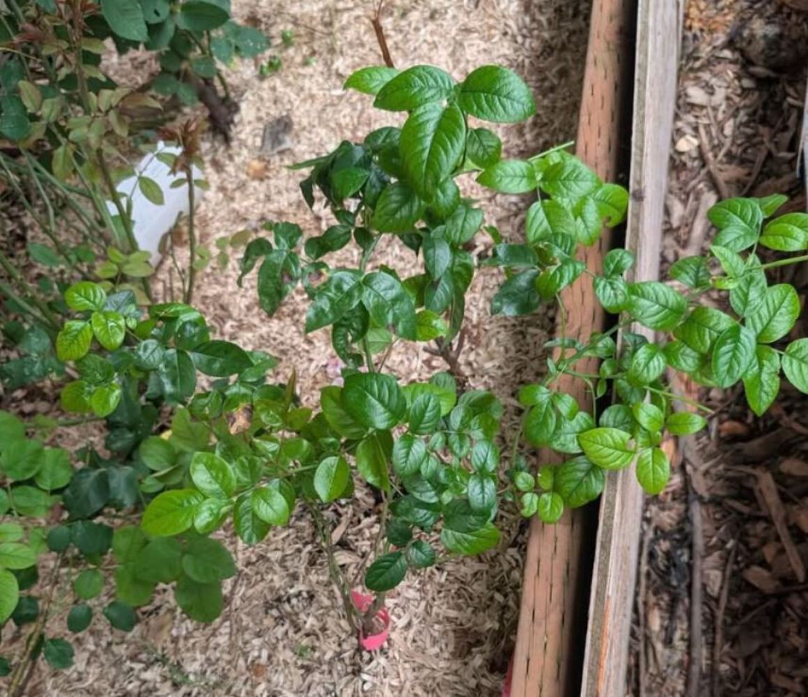 Pink N. Pretty garden rose plant flower bush shrub
