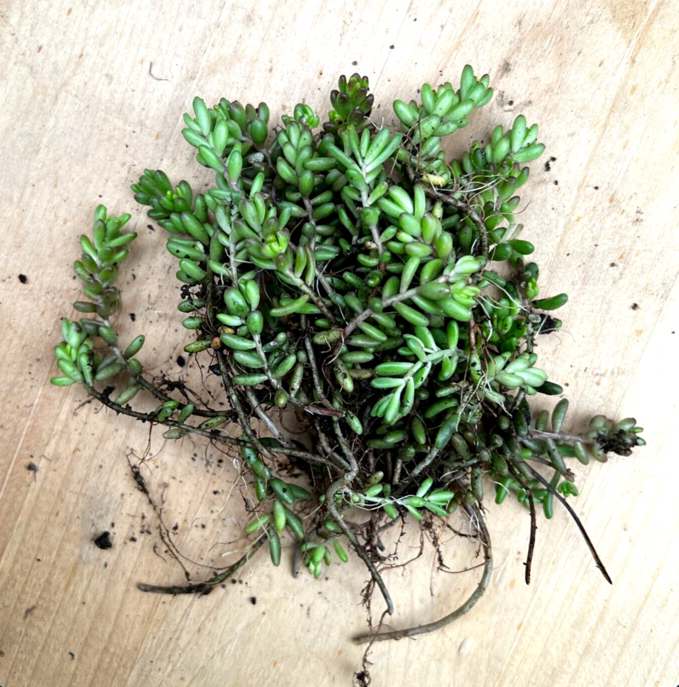 40 Sedum Album Green Ice Stone Crop Creeping Ground Cover plants, Free shipping