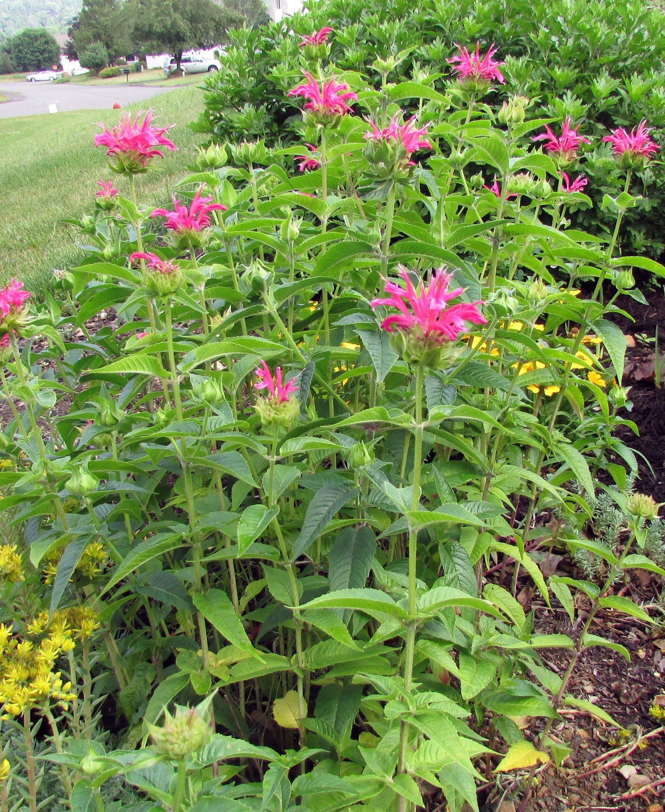 Lot of 6 Monarda Pink Bee Balm Starter Plants Bright Pink Attracts Pollinators