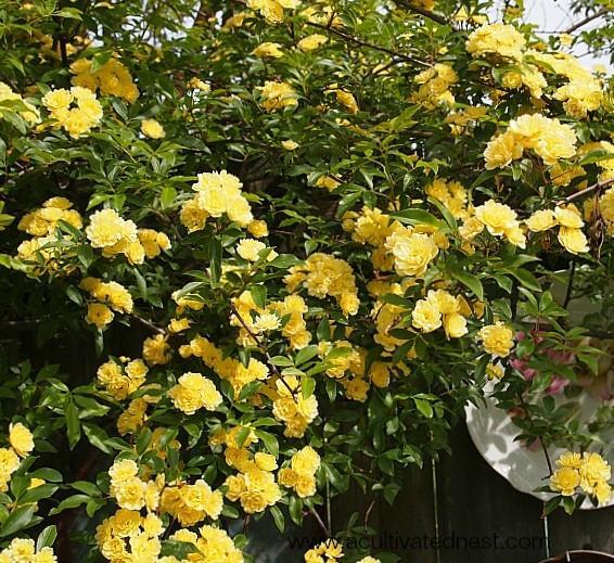 Lady Banks Yellow Climbing Rose – Live Plant – ( 1 QT )