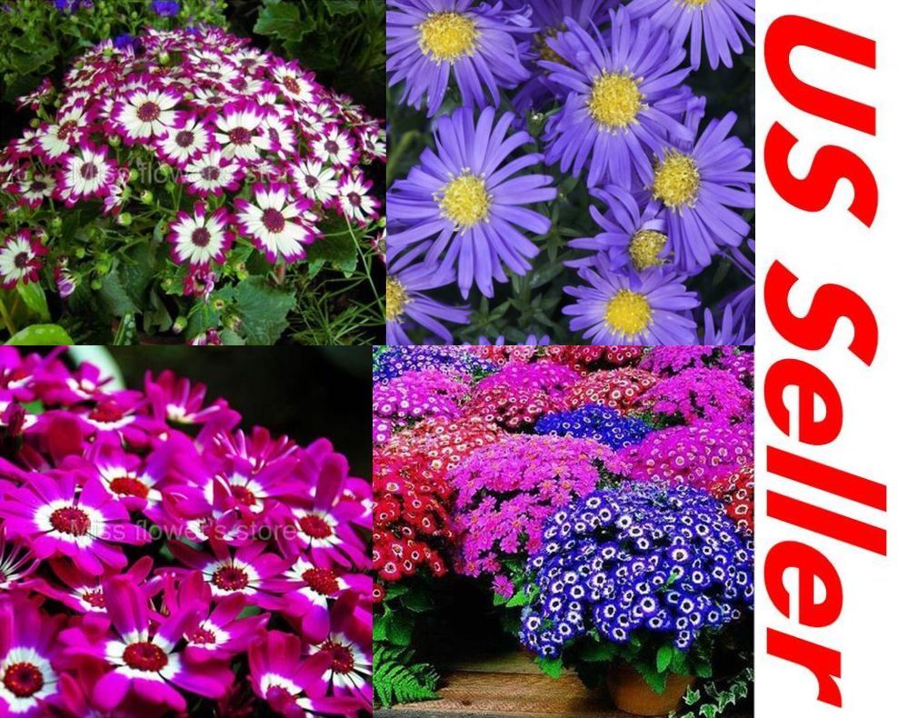 30 PCS Cineraria Florists Mix Colors Seeds B56, Beautiful Garden Blooming Flower