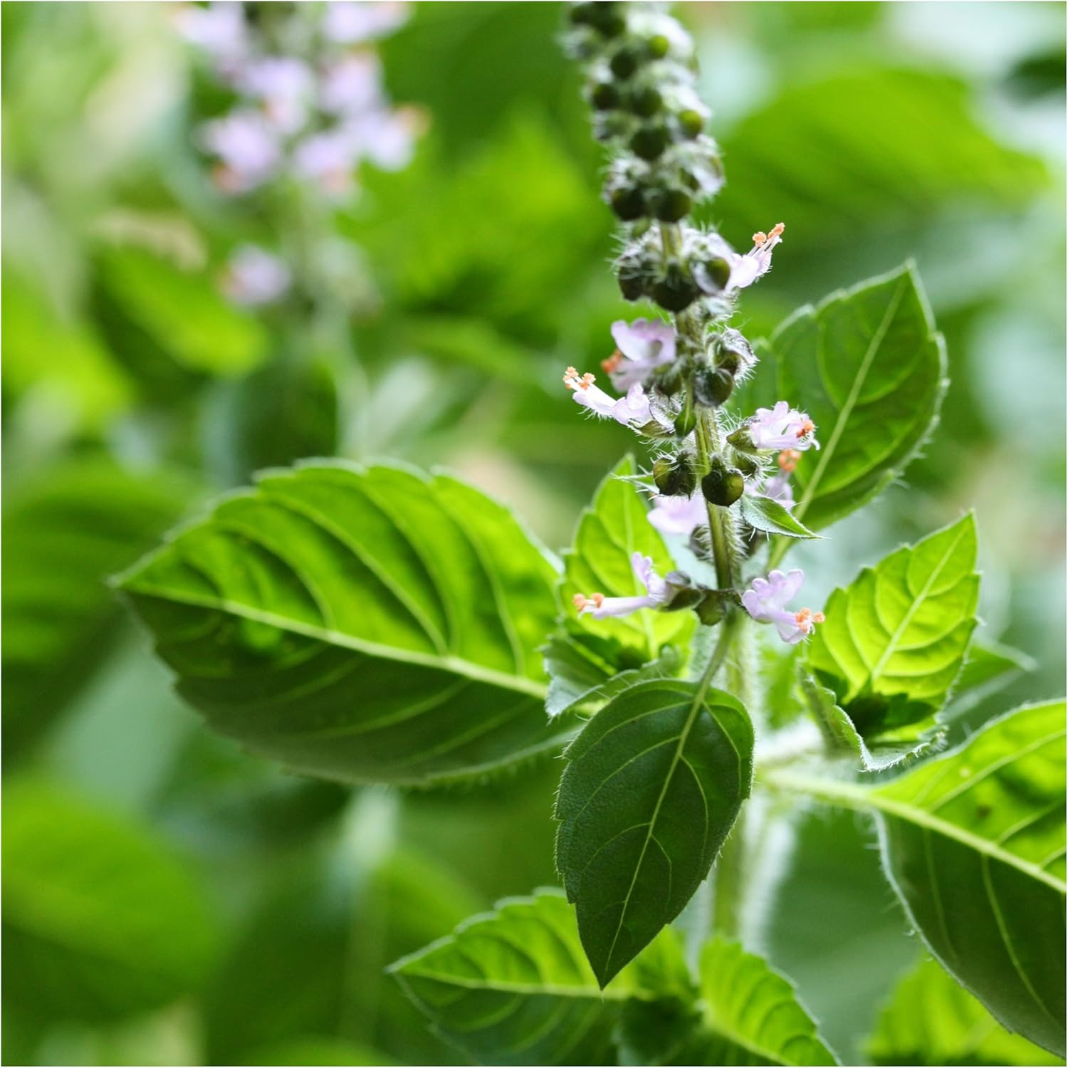 Seed Needs Holy Basil Tulsi Seeds for Planting – Non-Gmo Heirloom & Untreated Me