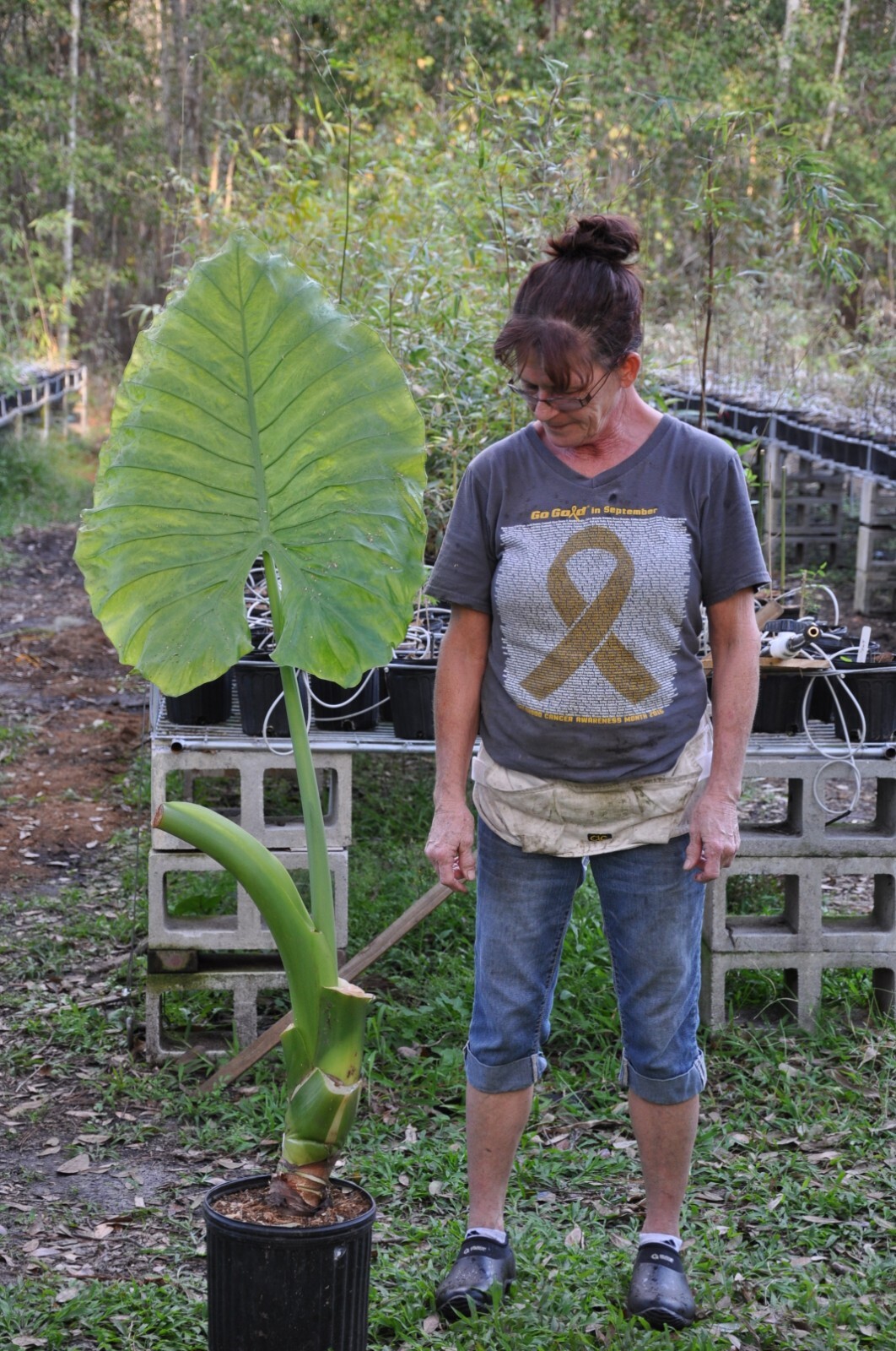 Borneo Giant Alocasia / Elephant Ear / Taro – 1 Gallon Size Plant