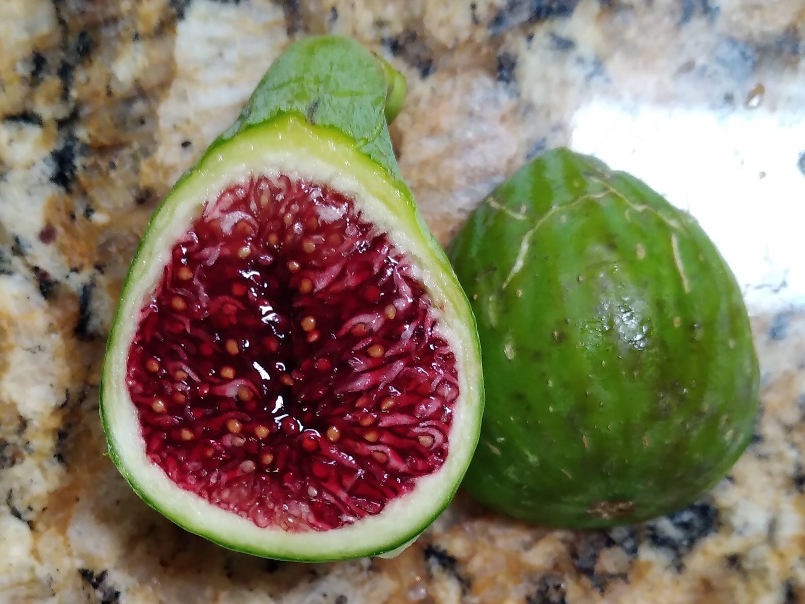 Fresh Fig Tree Cuttings – Select Variety – Many Top Tier Figs to Choose From