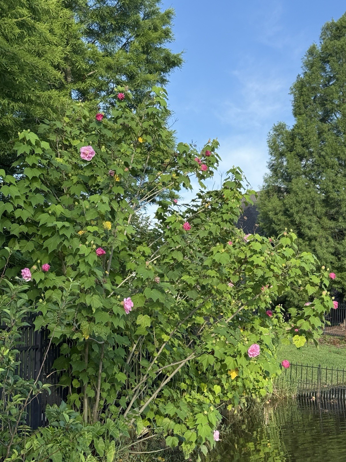 Hibiscus Rose of Sharon Pink & White Flowering Shrub Plant, 1 Pack