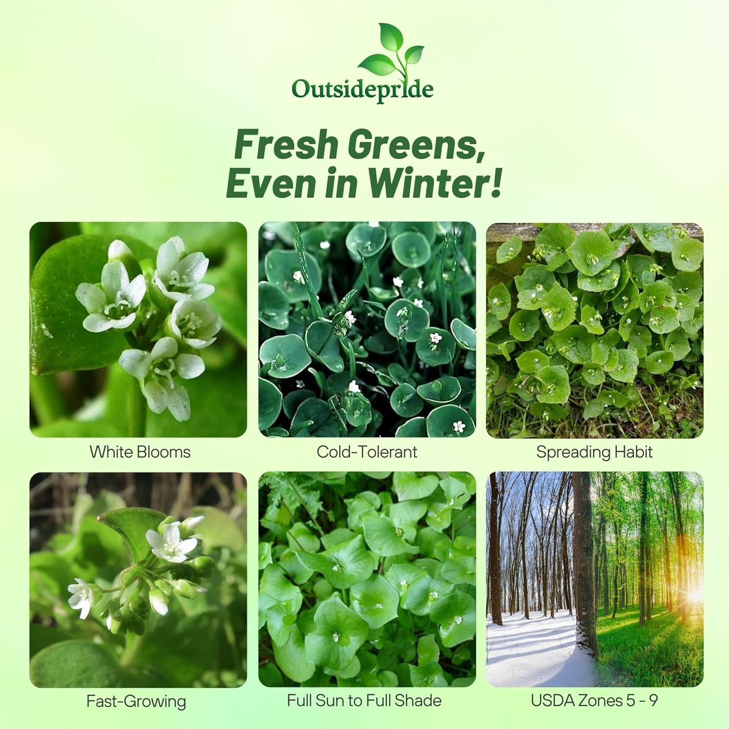 10000 Seeds Purslane Seeds For Planting Outdoors – Winter Purslane Herb Seeds