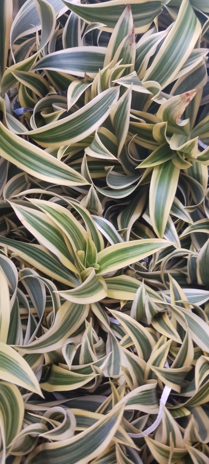 Song of India song of Jamaica Mad Happenings Tropical Plant