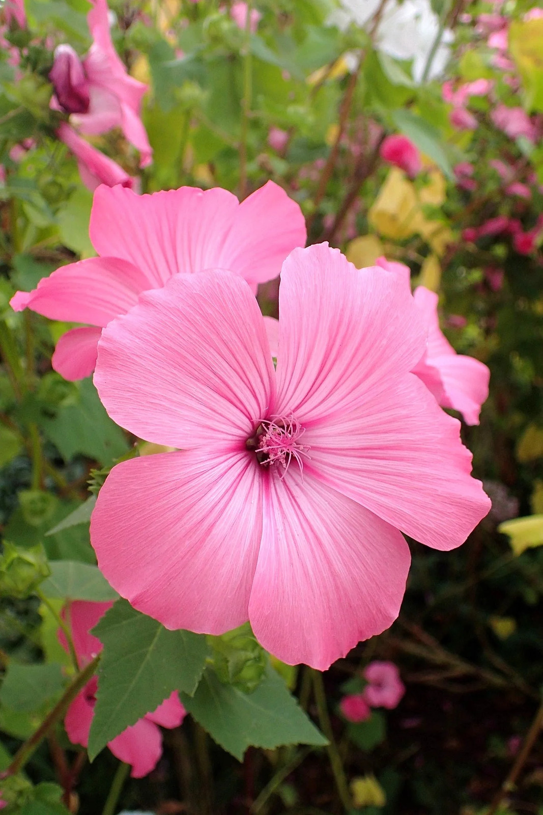 Blush Pink Regis Rose Mallow Seeds – For 2025 Planting Malva Trimestris