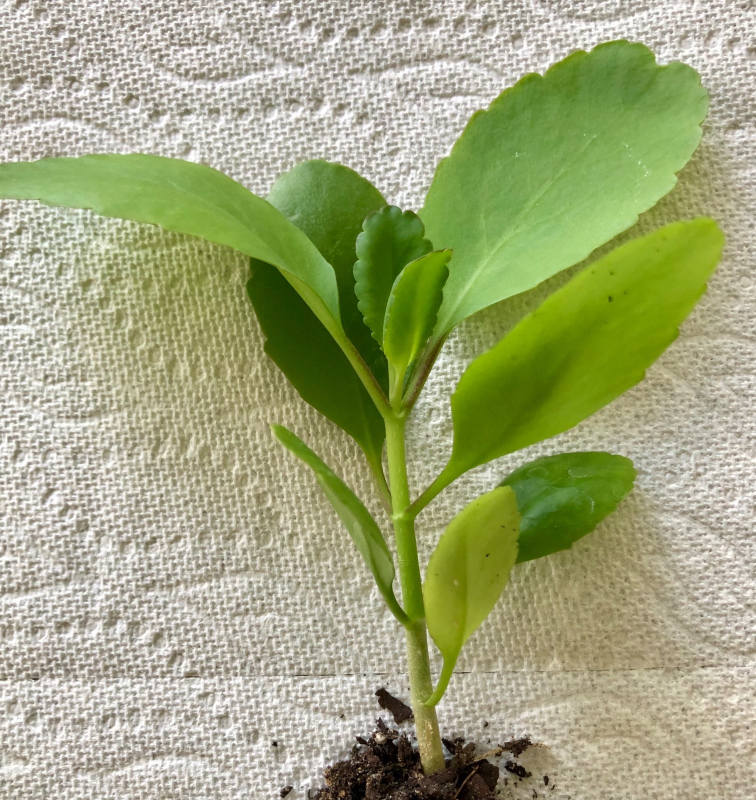 Wonder of the world plant ( Kalanchoe Pinnata ) miracle leaf