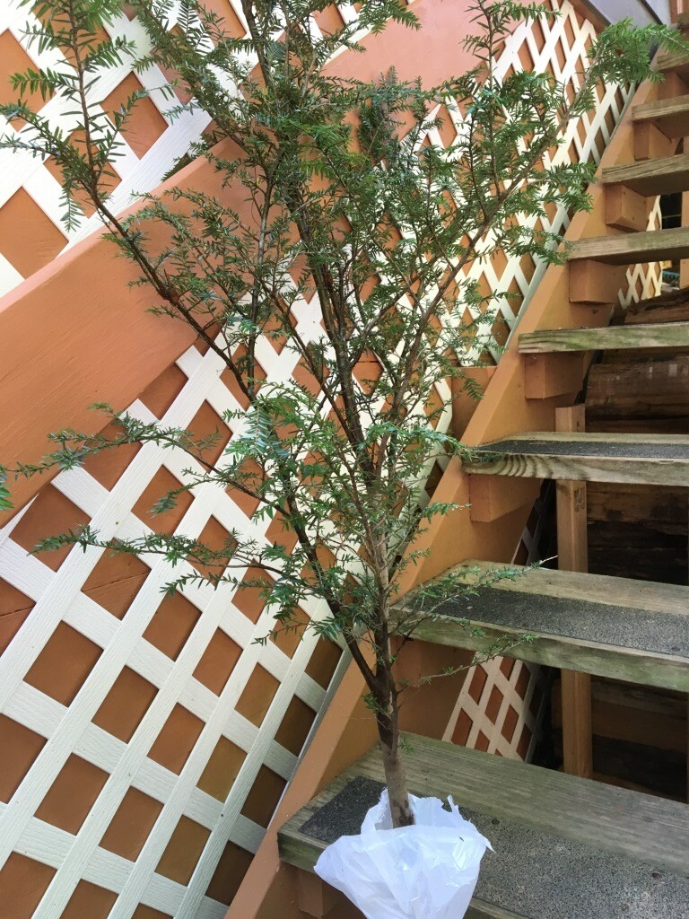 Appalachian Mountain Grown Eastern Hemlock Evergreen Starter 36″ Tall Seedling