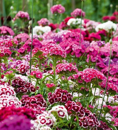 Dianthus Barbatus Carnation Sweet William Seeds-Mix(Pack of 50+Seeds)Zones:3-10