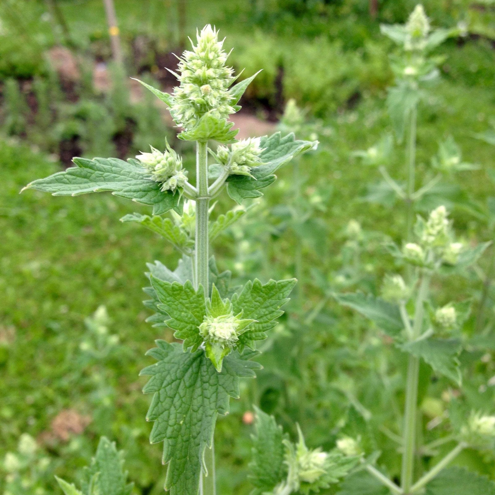 Catnip Seeds (Nepeta cataria) ~Traditional Herb Perennial Pollinator Garden