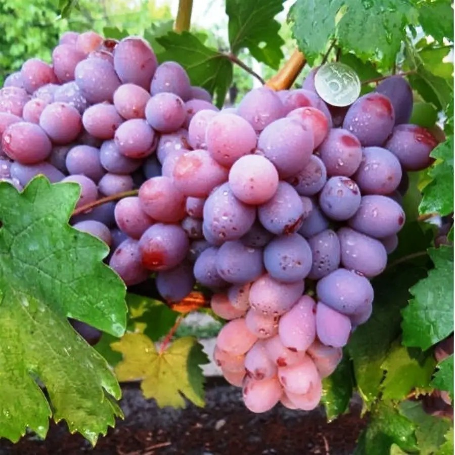 Grape Hercules 3 cuttings , no roots /Ukraine/