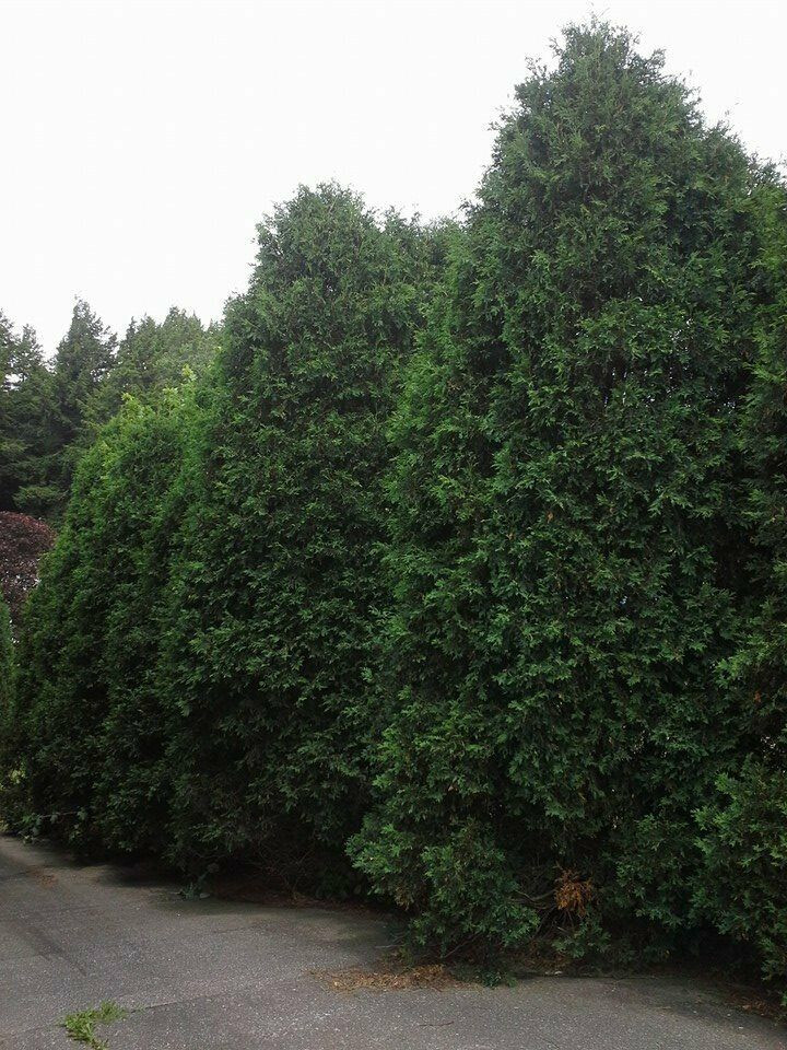 Lot of (5) Thuja Green Giant Arborvitae, 16″-24″ tall SPRING 2025 SHIPPING