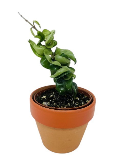 Hoya Hindu Rope Plant Live Indian Exotic Easy Grow Outdoor Flowering Clay Pot