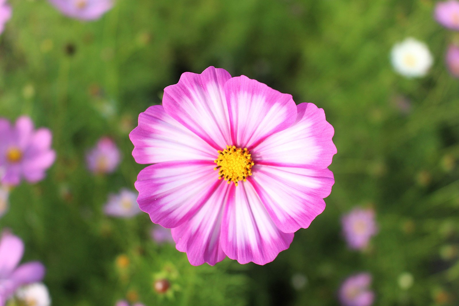 300 CANDY STRIPE COSMOS Cosmos Bipinnatus Flower Seeds