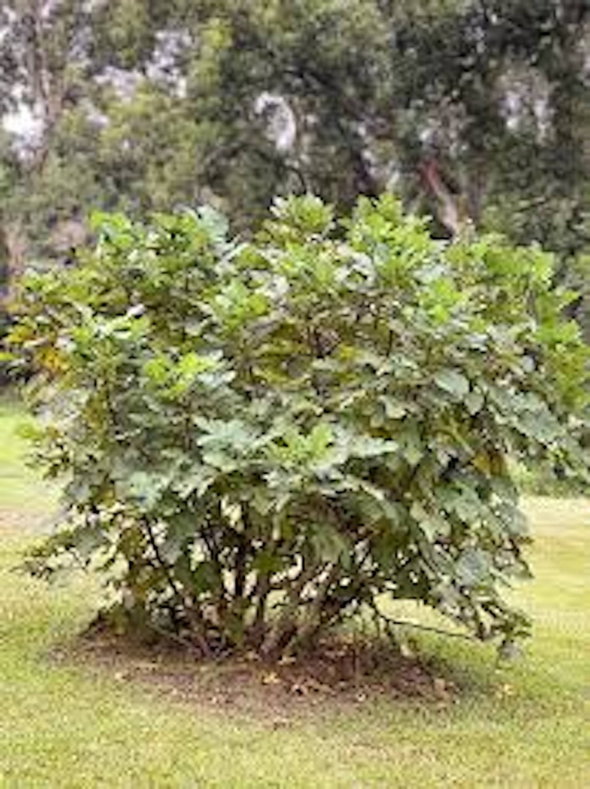 1 Olympian Fig Tree Starter Plug ( ficus carica ) Bare Root