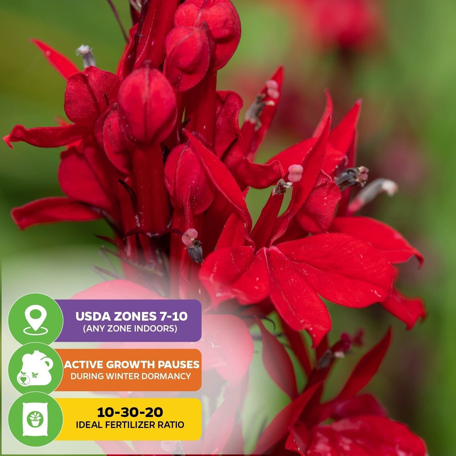 Cardinal Flower – Lobelia cardinalis – Live Plant