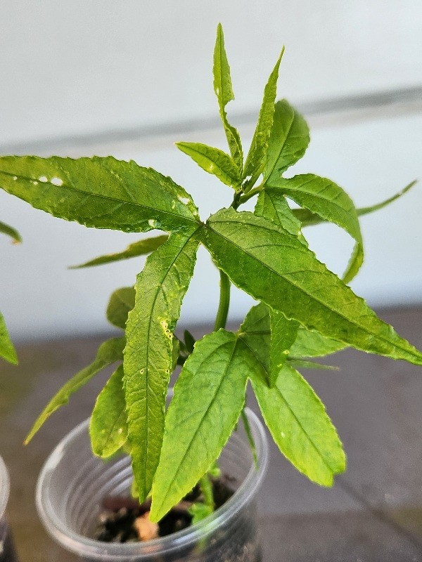 Rare Healthy 2 Bannana Passion Fruit Plants Vines Fast Growing Fruit Within Year