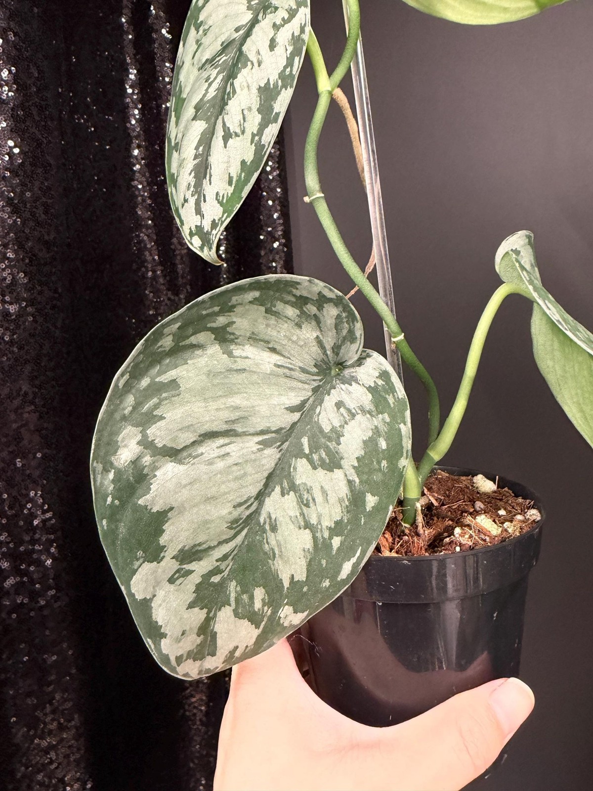 Scindapsus Army, Dark Green Leaf, US Seller