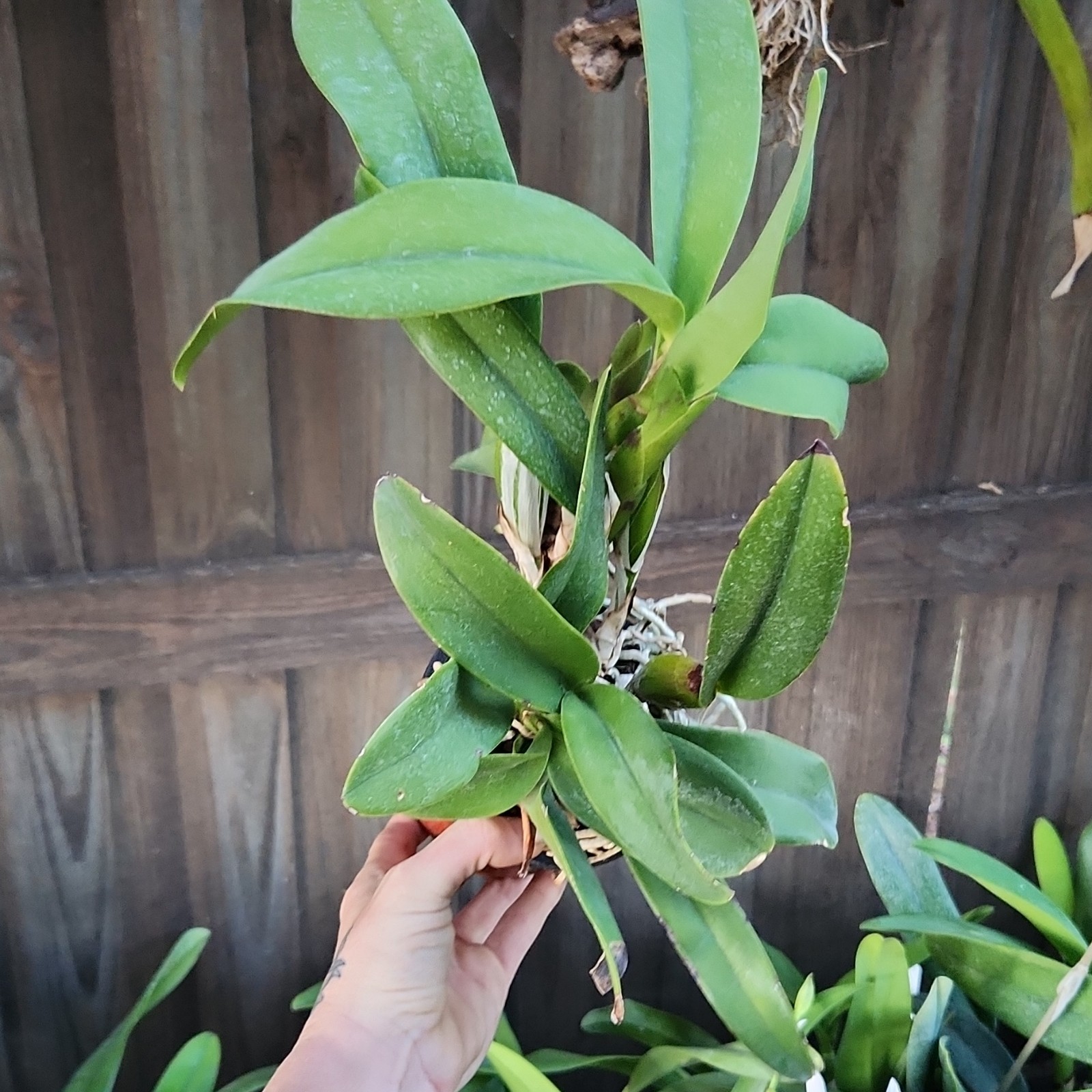 Laeliocattleya Maria Fragrant Purple Live Blooming size orchid plant