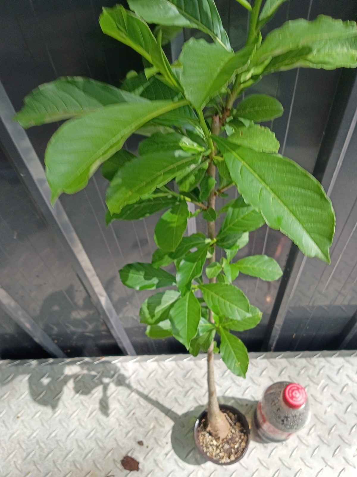baobab digitata fully rooted potted plants (15 to20) inches good size plants