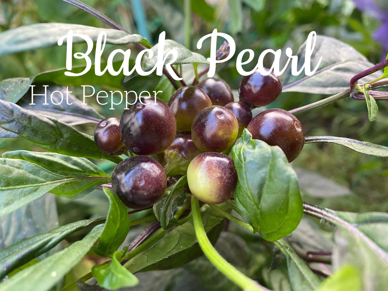 RARE✿ Heirloom Black Pearl Hot Chili Pepper 15 Seeds ●Distinctive Plant