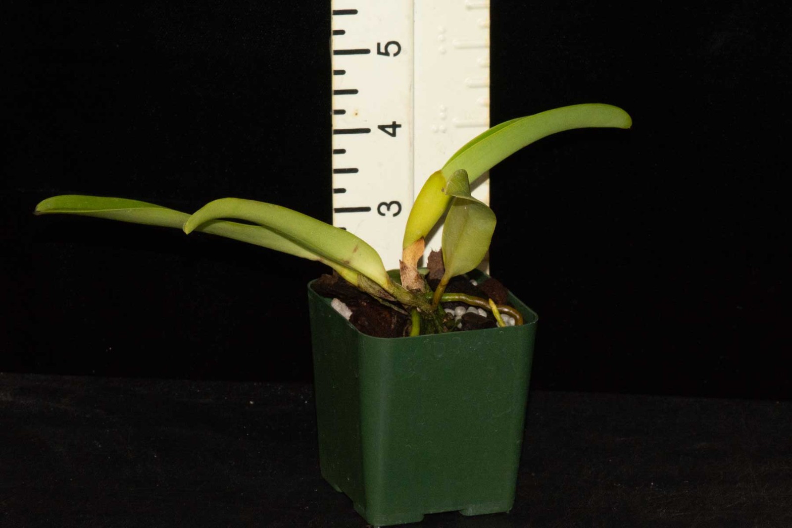 Cattleya dowiana var. rosita #1