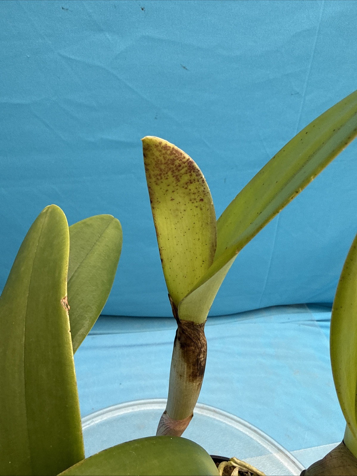 Cattlianthe Gold Digger X C. Pirika Sunset Orange Yellow Orchid Eros Hybrid 6”