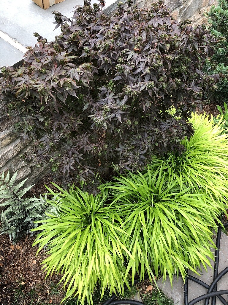 Hakonechloa macra ‘All Gold’ – Hakone Japanese Forest Grass *Live Plant