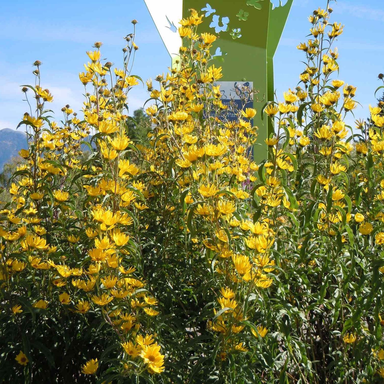 MAXIMILIAN’S SUNFLOWER Helianthus Maximiliani 50 SEEDS