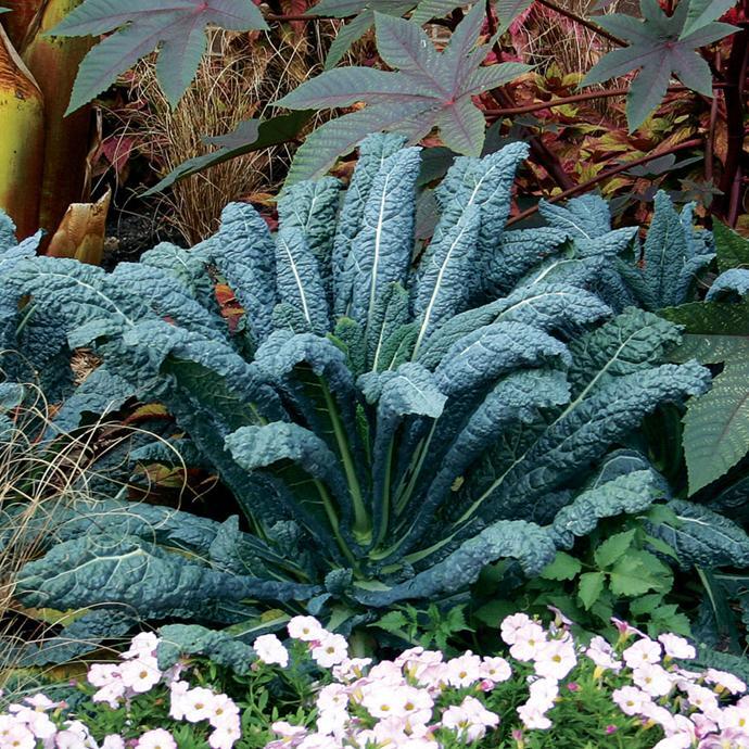 100 Lacinato or Dinosaur Kale Seeds Heirloom NON-GMO Fresh Seeds for Your Garden