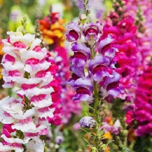 5,000 – 20,000 Fairy Bouquet Snapdragon Seeds Heirloom Linaria Maroccana Non-GMO
