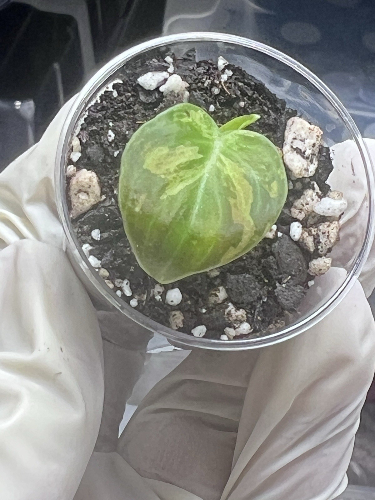 Philodendron Orange Melano Starter Plant